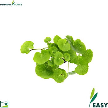 Dennerle Plants Hydrocotyle leucocephala i Kruka