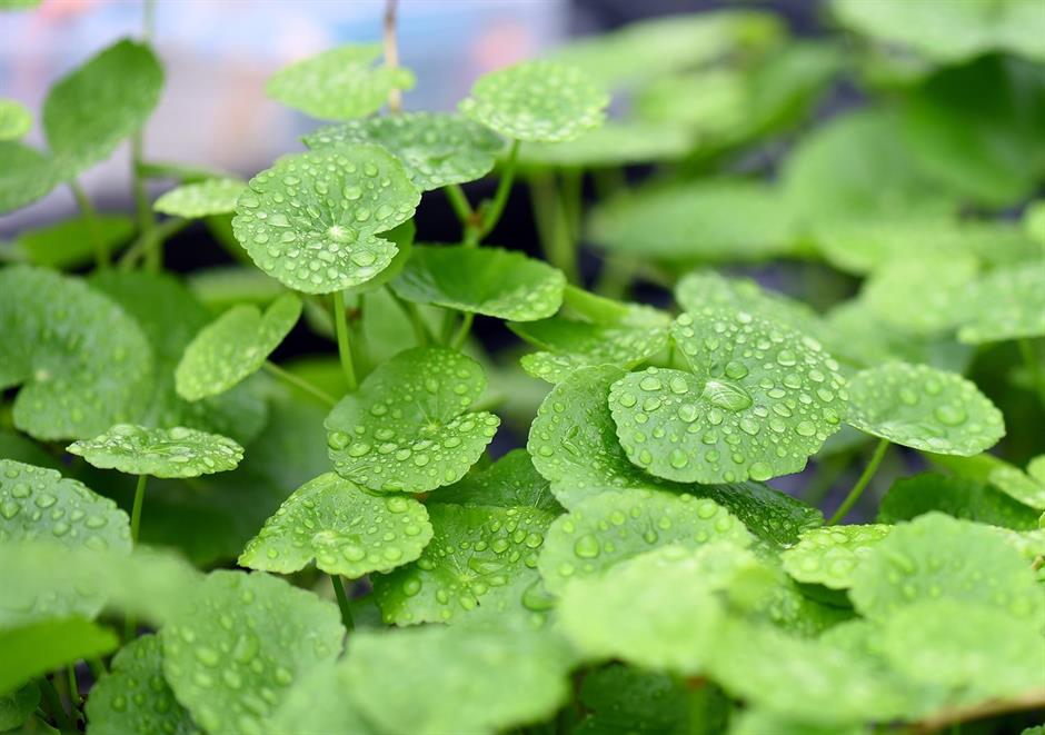 Dennerle Plants Hydrocotyle leucocephala i Kruka - 2