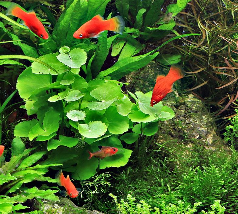 Dennerle Plants Hydrocotyle leucocephala i Kruka - 3