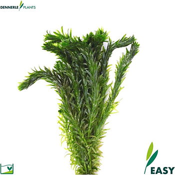 Dennerle Plants Egeria densa "Special"