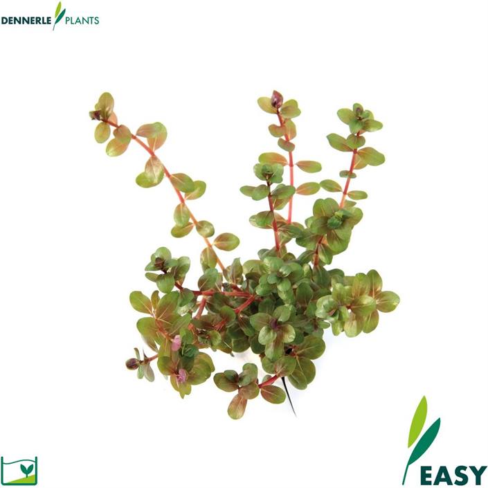 Dennerle Plants Rotala rotundifolia i Kruka