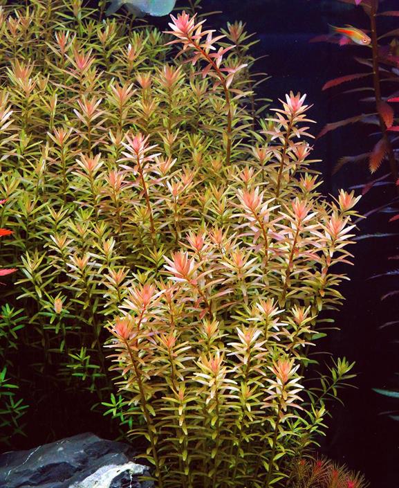 Dennerle Plants Rotala rotundifolia i Kruka - 2