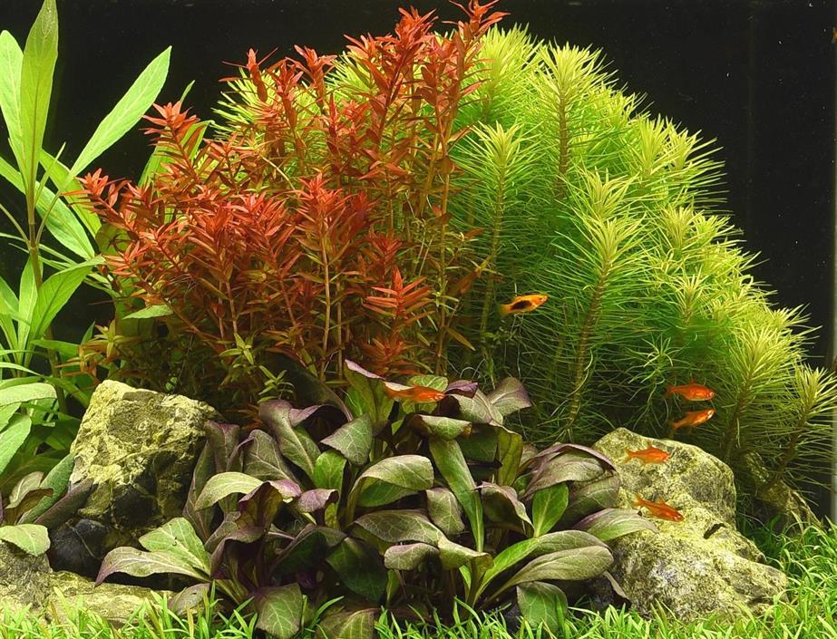 Dennerle Plants Rotala rotundifolia i Kruka - 3