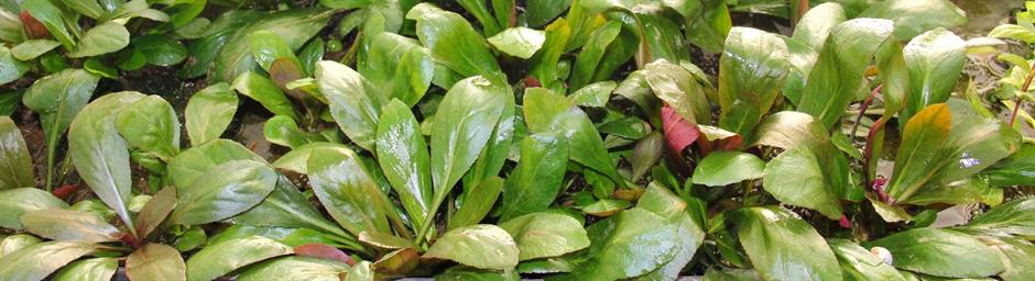 Dennerle Plants Lobelia cardinalis i Kruka - 3
