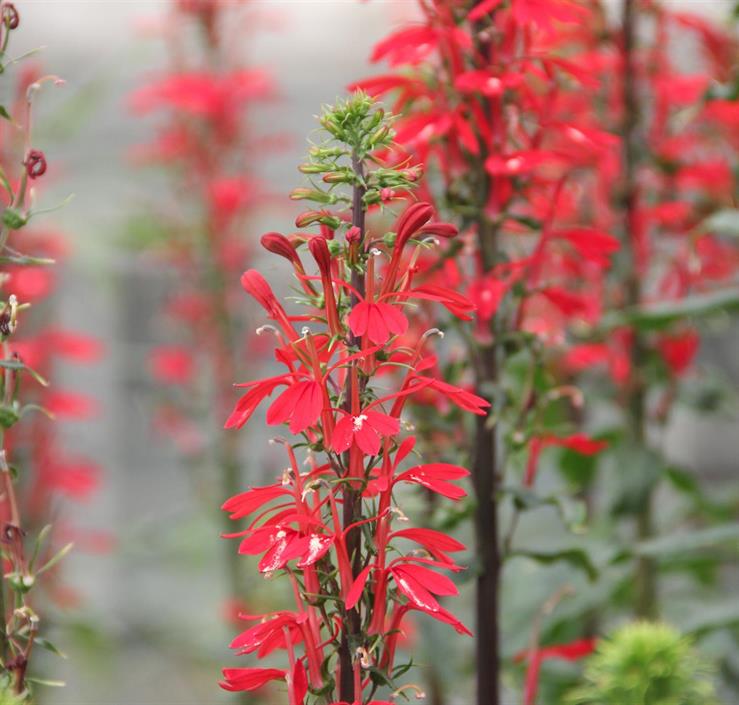 Dennerle Plants Lobelia cardinalis i Kruka - 4