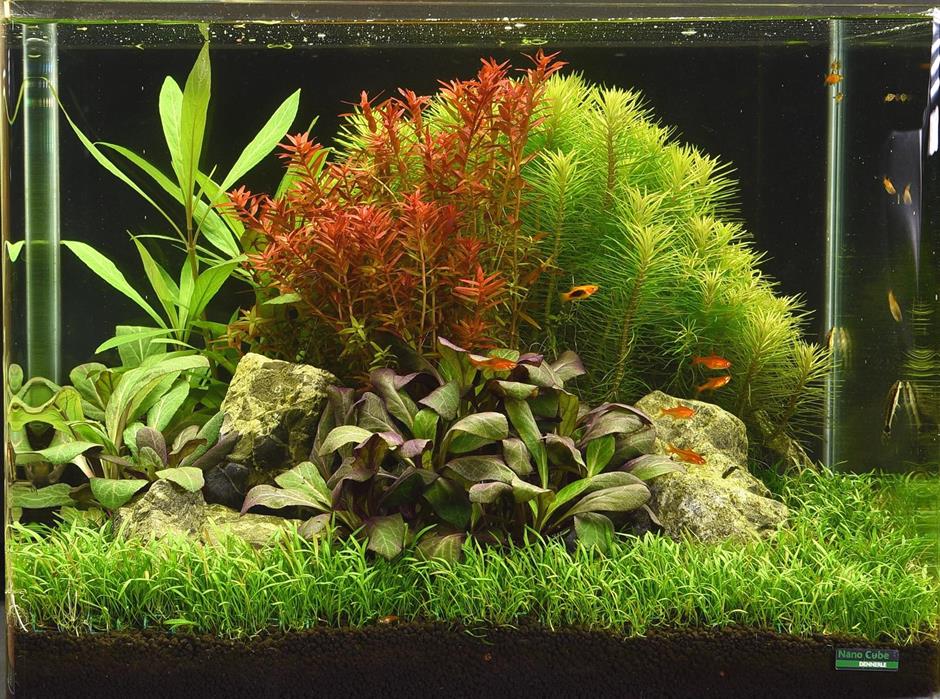 Dennerle Plants Lobelia cardinalis i Kruka - 2