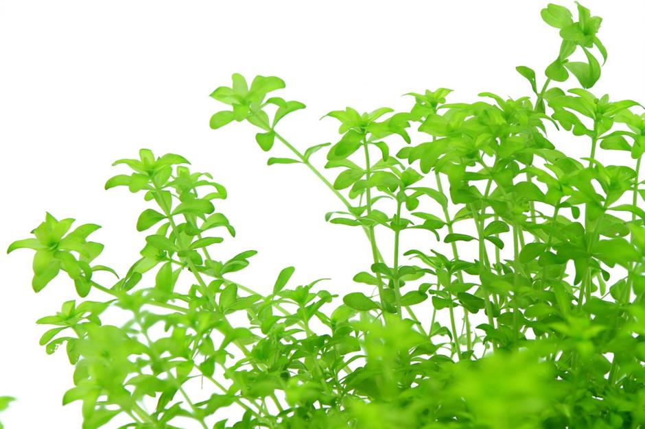 Dennerle Plants Hemianthus glomeratus i Kruka - 3