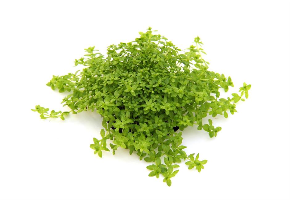 Dennerle Plants Hemianthus glomeratus i Kruka - 2