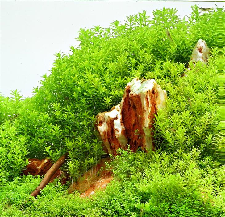Dennerle Plants Hemianthus glomeratus i Kruka - 4