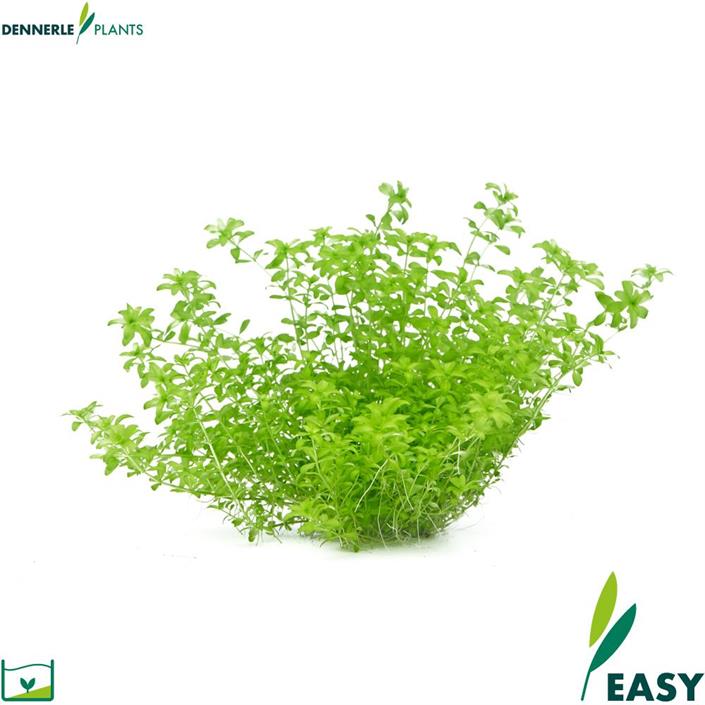 Dennerle Plants Hemianthus glomeratus i Kruka