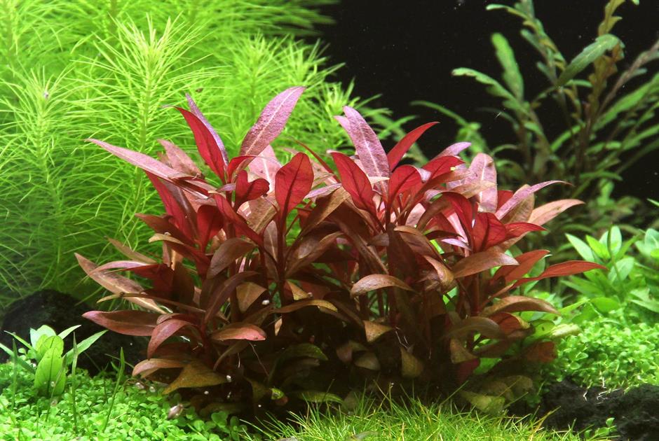 Dennerle Plants Alternanthera reineckii "Mini" i Kruka - 3