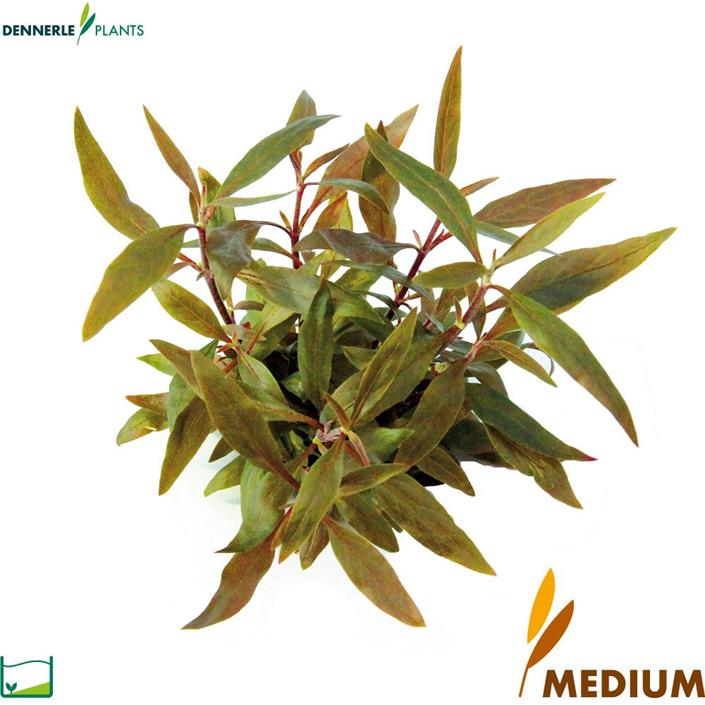 Dennerle Plants Alternanthera reineckii "Mini" i Kruka