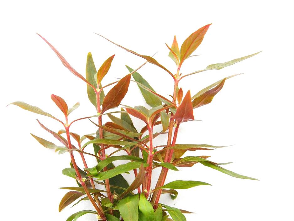 Dennerle Plants Alternanthera reineckii "Mini" i Kruka - 2