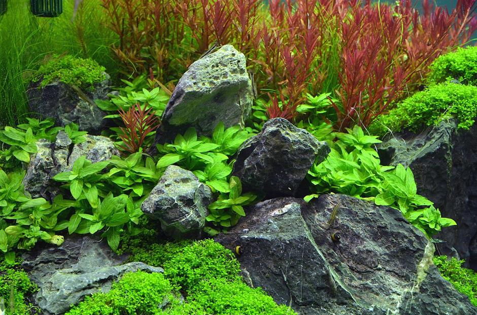 Dennerle Plants Staurogyne repens i Kruka - 2