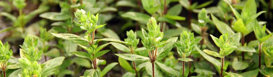 Dennerle Plants Staurogyne repens i Kruka - 3