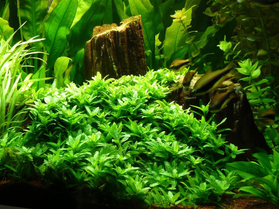 Dennerle Plants Staurogyne repens i Kruka - 4