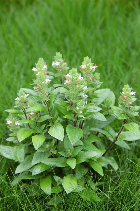 Dennerle Plants Staurogyne repens i Kruka - 5