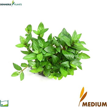 Dennerle Plants Staurogyne repens i Kruka