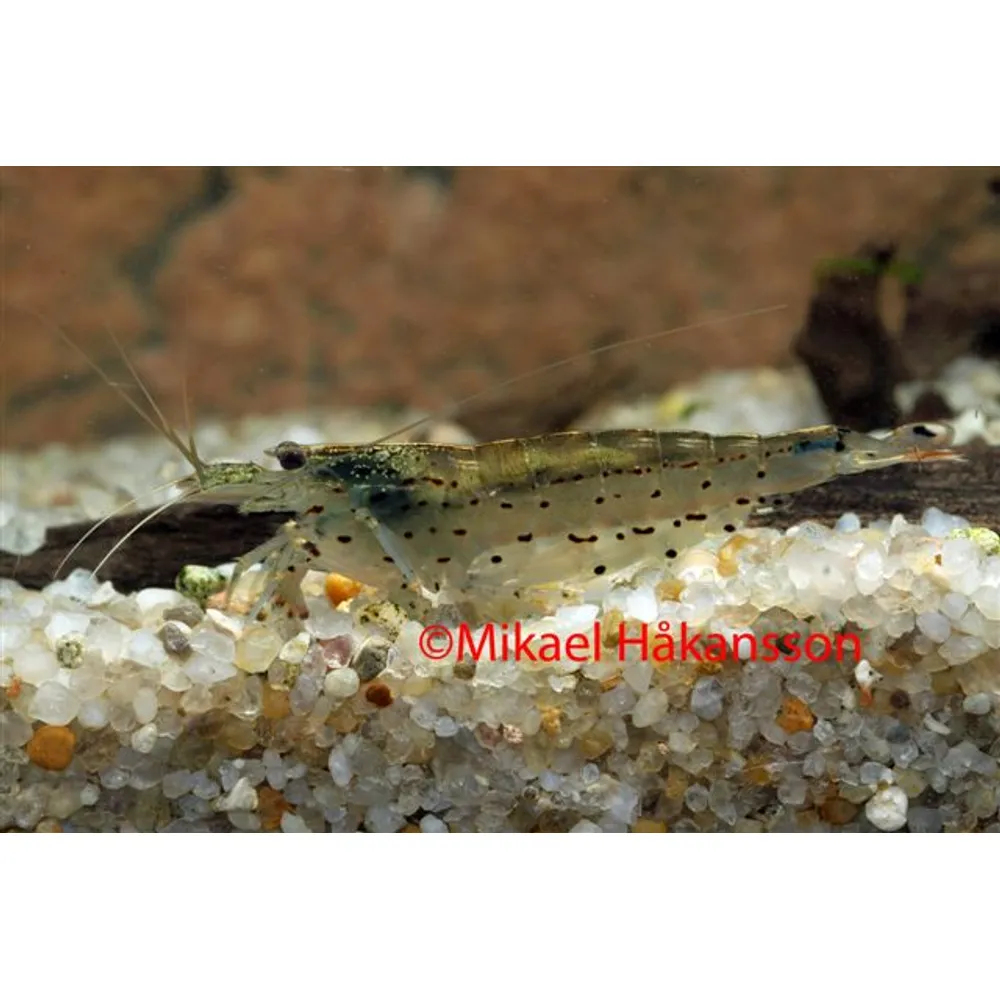 Amanoräka (Caridina multidentata)
