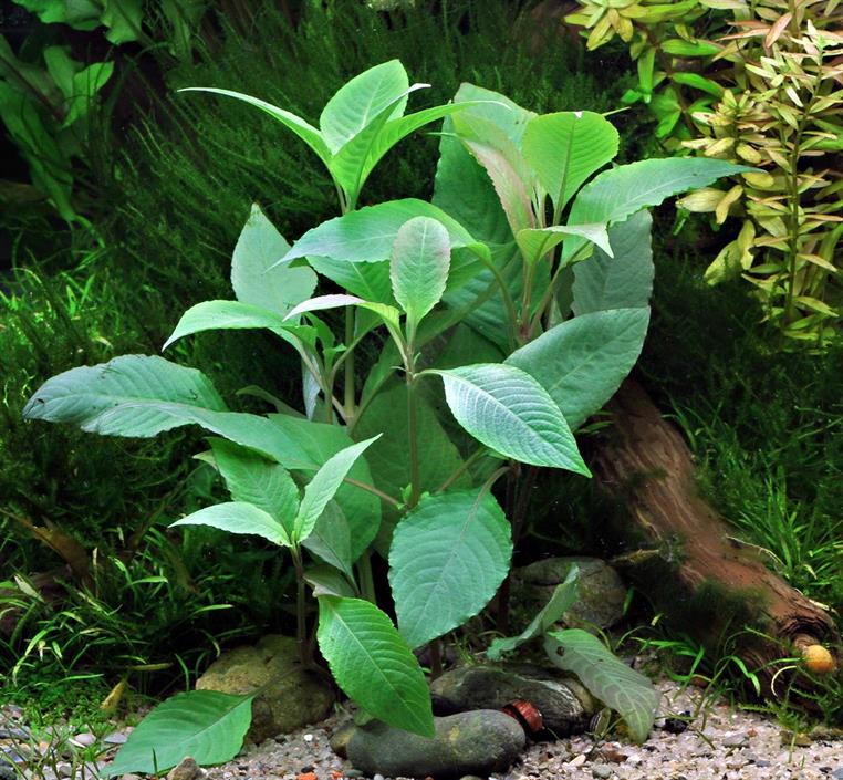 Dennerle Plants Hygrophila corymbosa i Kruka - 3