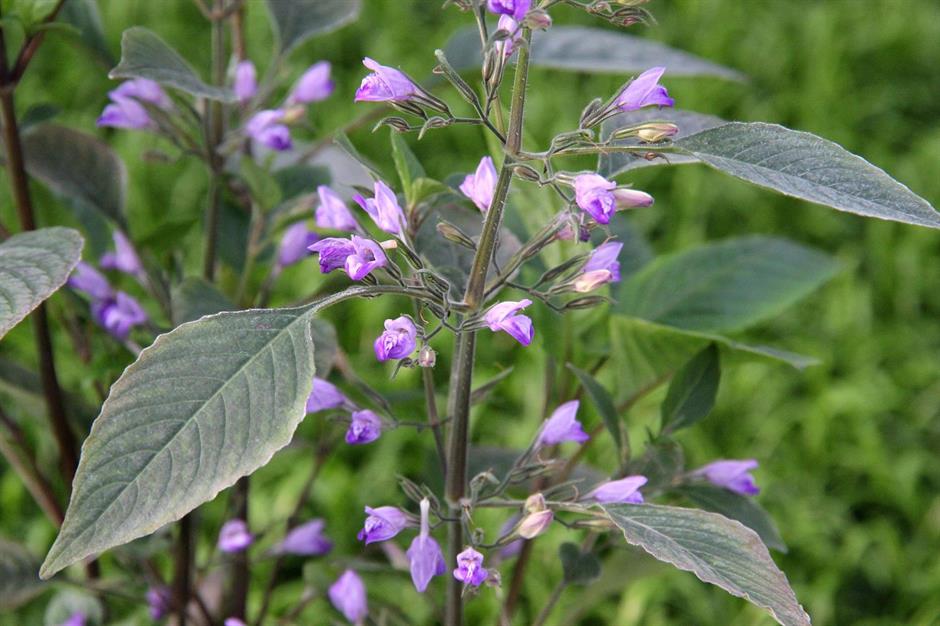 Dennerle Plants Hygrophila corymbosa i Kruka - 4