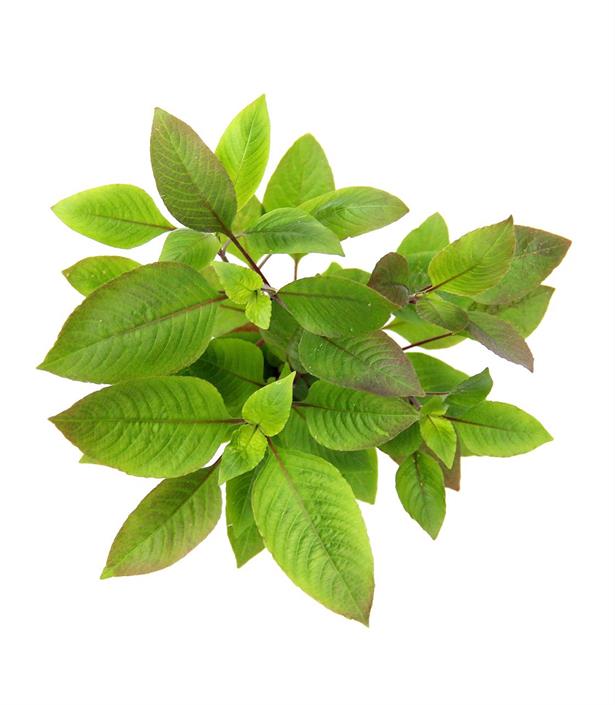 Dennerle Plants Hygrophila corymbosa i Kruka - 2