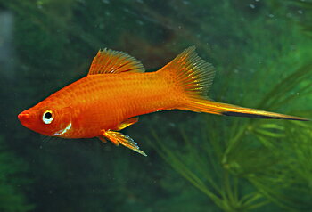 Svärdbärare Röd 5-6cm (Xiphophorus hellerii)
