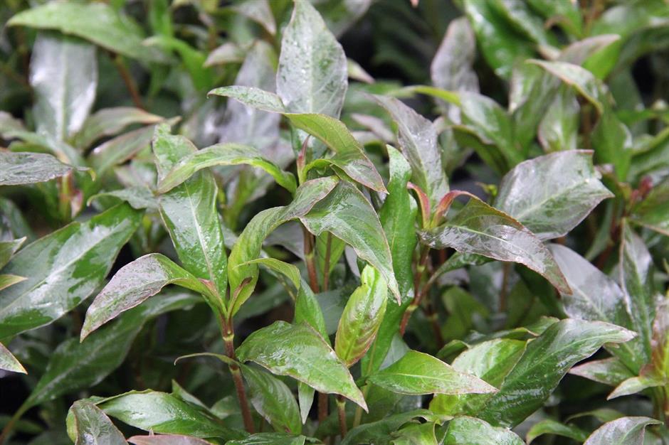 Dennerle Plants Hygrophila Corymbosa "Stricta" i Kruka - 3