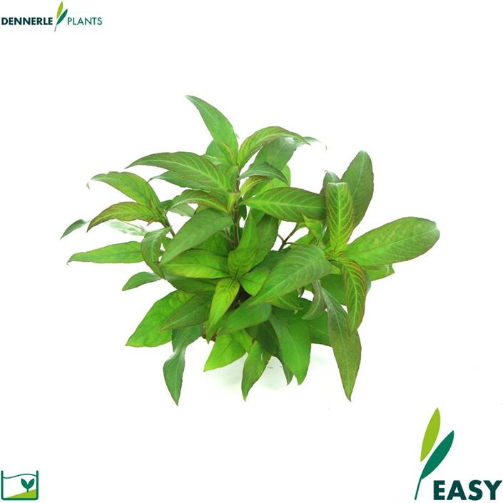 Dennerle Plants Hygrophila Corymbosa "Stricta" i Kruka