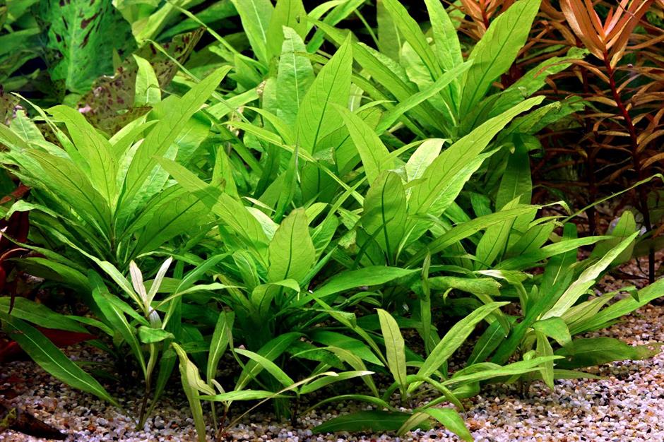 Dennerle Plants Hygrophila Corymbosa "Stricta" i Kruka - 2