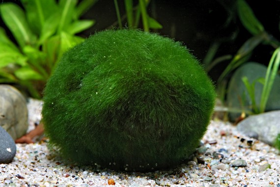 Dennerle Plants Aegagropila Linnaei - 3