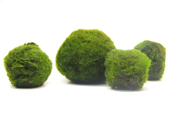 Dennerle Plants Aegagropila Linnaei - 2