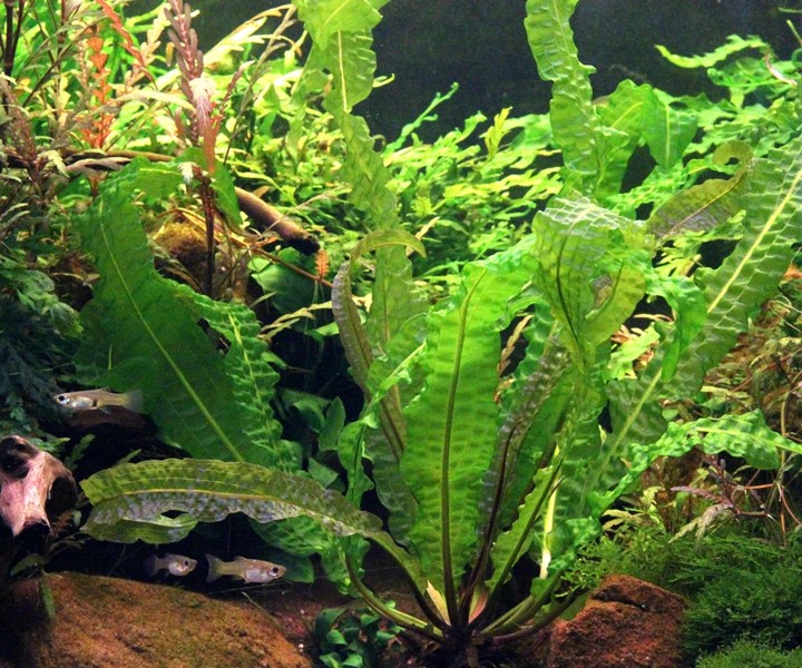 Dennerle Plants Aponogeton Boivinianus - 2