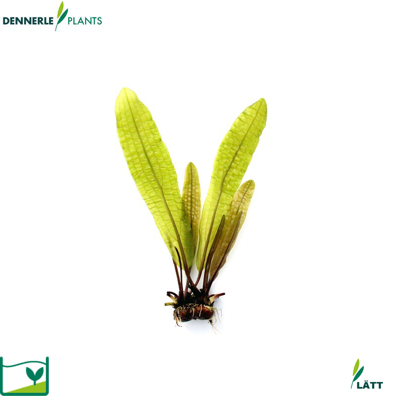 Dennerle Plants Aponogeton Boivinianus