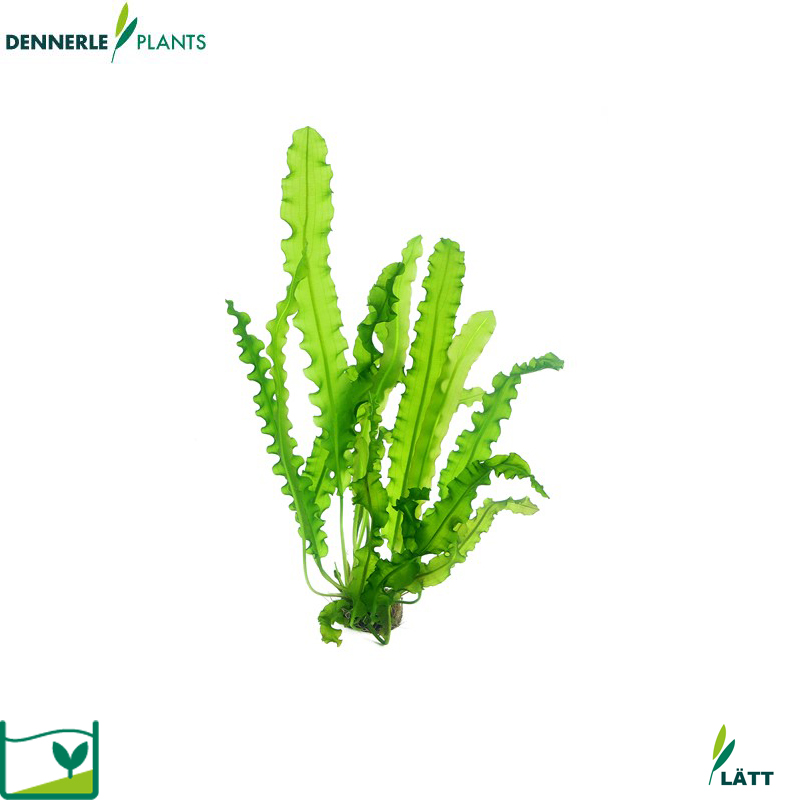 Dennerle Plants Aponogeton Longiplumulosus