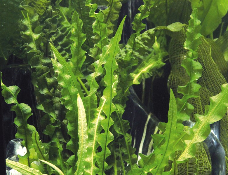 Dennerle Plants Aponogeton Longiplumulosus - 2