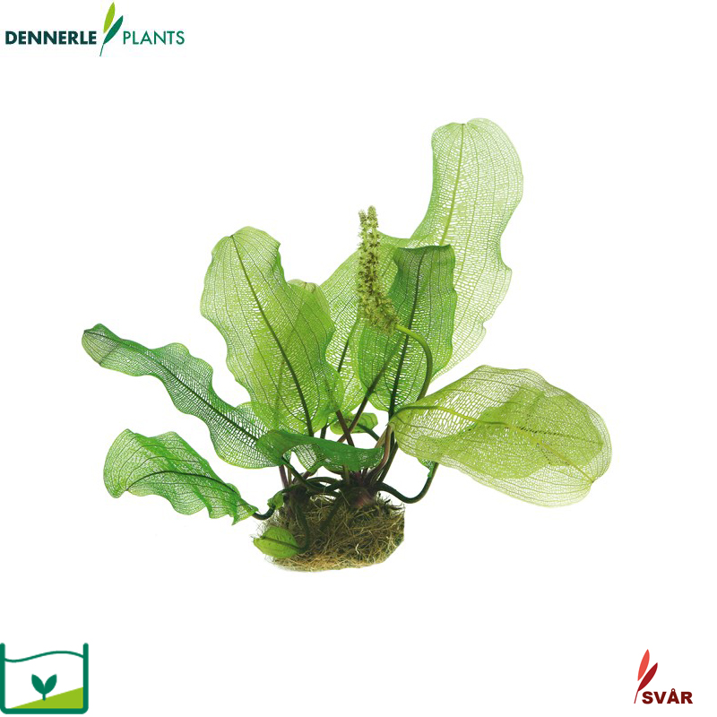 Dennerle Plants Aponogeton Madagascariensis