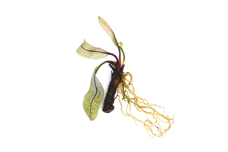 Dennerle Plants Aponogeton Madagascariensis - 2