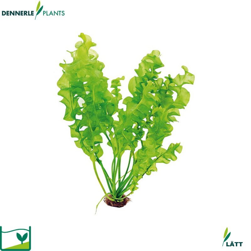 Dennerle Plants Aponogeton Ulvaceus