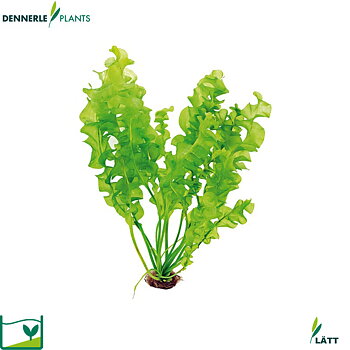 Dennerle Plants Aponogeton Ulvaceus