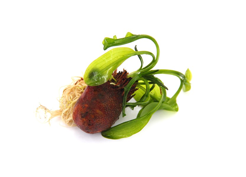 Dennerle Plants Aponogeton Ulvaceus - 2