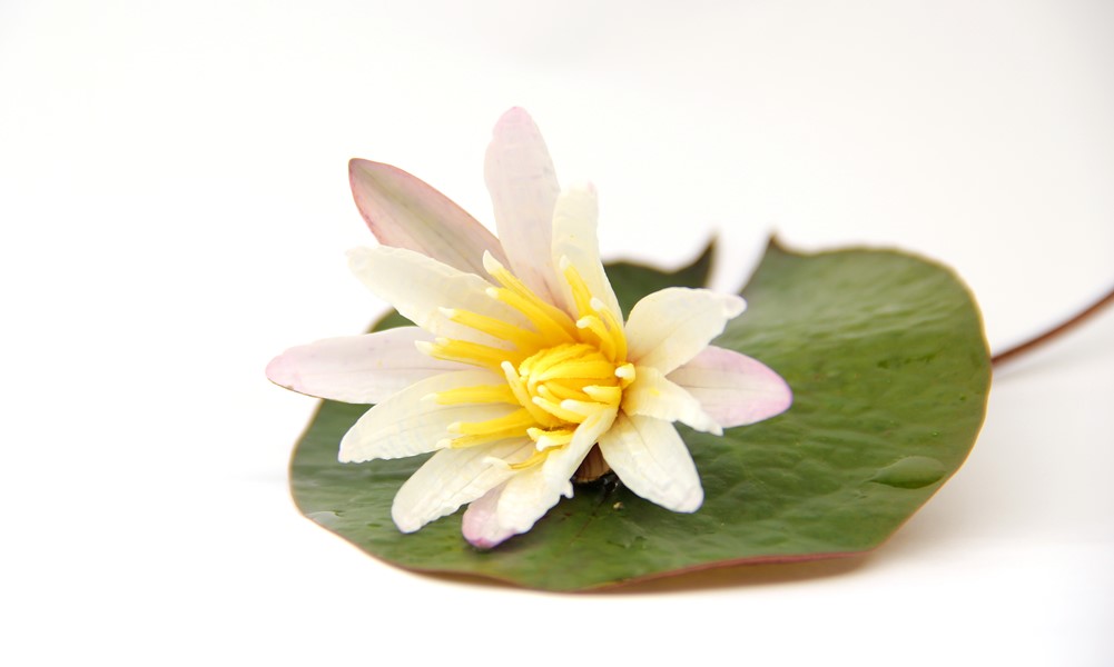 Dennerle Plants Nymphaea Lotus "Red" - 2