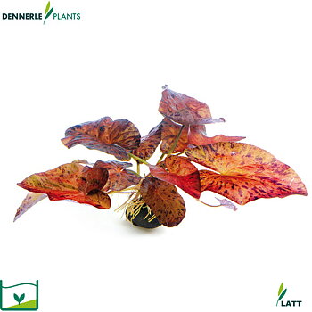 Dennerle Plants Nymphaea Lotus "Red"