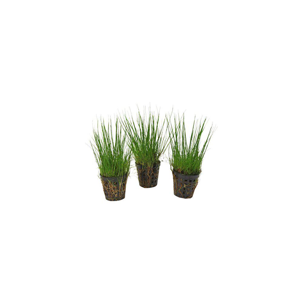 AquaFleur Eleocharis Acicularis i kruka