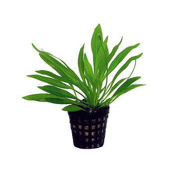 AquaFleur Helanthium Bolivianum i kruka