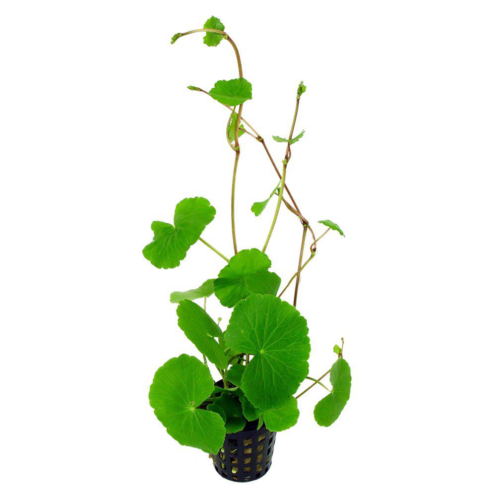 AquaFleur Hydrocotyle Leucocephala i kruka