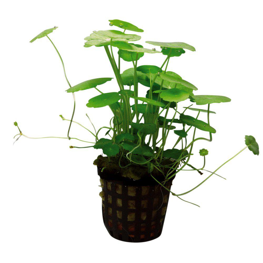 AquaFleur Hydrocotyle Verticillata i kruka