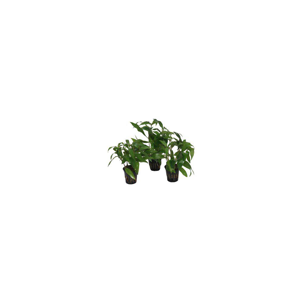 AquaFleur Hygrophila Guanensis i kruka