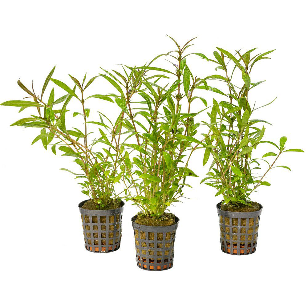 AquaFleur Hygrophila Lancea i kruka
