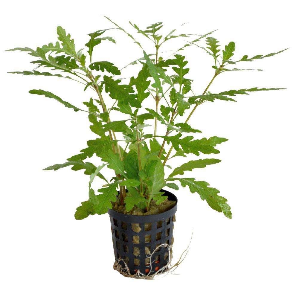 AquaFleur Hygrophila Pinnatifida i kruka
